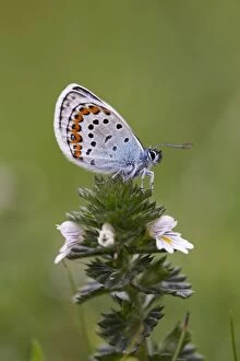 Images Dated 28th June 2012: Silver Studded Blue Butterfly - Cornwall - UK