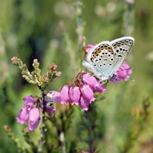 Blues Collection: Silver-studded Blue Butterfly - male