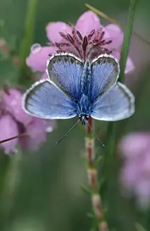 Blues Prints: Silver-studded Blue Butterfly - Male on cross-leaved heath