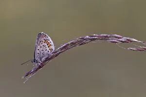 Argus Gallery: Silver-studded Blue Butterfly male on dewy grass