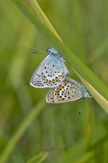 Argus Gallery: Silver-studded Blue Butterfly - pair mating - on grass stem