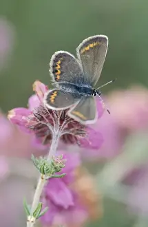Silver-studded blue - Female on cross-leaved heath