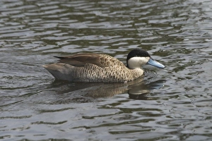 Images Dated 22nd June 2005: Silver Teal - Swimming