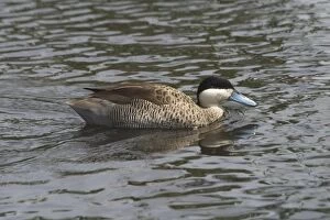 Silver Teal - in water