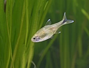 Silver tipped tetra - side view, tropical freshwater