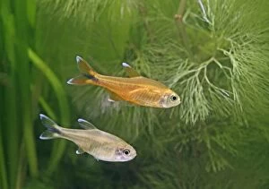 Silver tipped tetras - side view, tropical freshwater