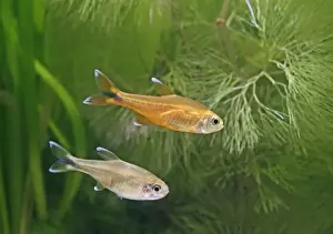 Aquarium Prints: Silver tipped tetras – side view, tropical freshwater Brazil 002858