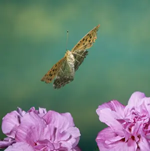 Fritillary Prints: Silver-washed Fritillary Butterfly