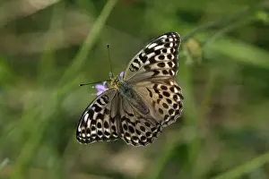 Fritillary Prints: Silver-washed Fritillary Butterfly- Darker coloured variety