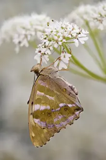 Hogweed Prints: Silver Washed Fritillary Butterfly - female on hogweed - UK
