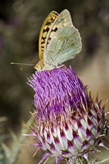 Images Dated 19th July 2005: Silver-washed Fritillary - Butterfly gathering