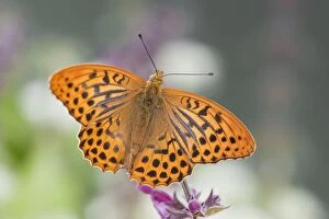 Butterflies And Moths Gallery: Silver Washed Fritillary Butterfly - male