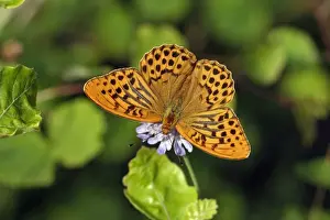 Silver-washed Fritillary Butterfly- with wings opened wide, sunning itself, Hessen, Germany