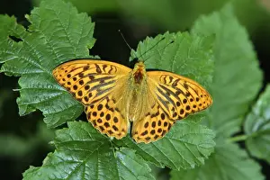 Silver-washed Fritillary Butterfly- with wings opened wide, sunning itself, Hessen, Germany