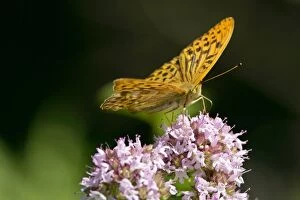 Images Dated 15th July 2007: Silver-Washed Fritillary - Sitting on a pink flower gathering nectar