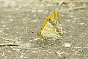 Hungary Prints: Silver-washed Fritillary - Taking minerals from ground - Bukk National Park - Hungary