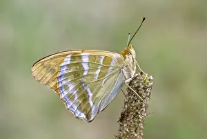 Silver-washed fritillary Underside, resting on seed head Bukk National Park Hungary
