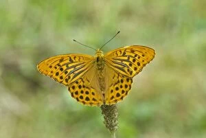 Images Dated 25th June 2008: Silver-washed fritillary - Upperside, male