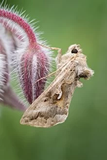 Borage Gallery: Silver y moth resting on Borage, Norfolk UK