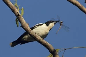 Butcherbird Gallery: Silverbacked Butcherbird  with a dragonfly  perched on a