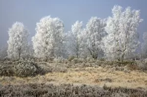 Images Dated 19th February 2008: Silverbirch Trees covered in hoar frost on Cannock Chase
