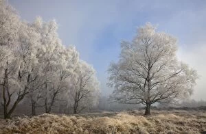 Images Dated 19th February 2008: Silverbirch Trees covered in hoar frost on Cannock Chase - Cannock - Staffordshire - England
