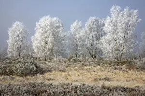 February Prints: Silverbirch Trees covered in hoar frost on Cannock Chase - Cannock - Staffordshire - England