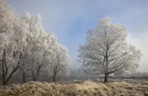 Landscapes Prints: Silverbirch Trees covered in hoar frost on Cannock Chase - Cannock - Staffordshire - England