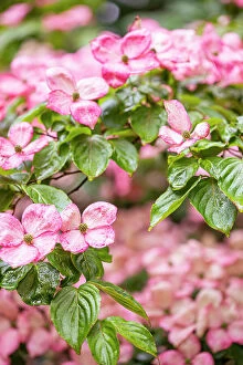 Flowering Gallery: Silverdale, Washington State, USA. Flowering pink
