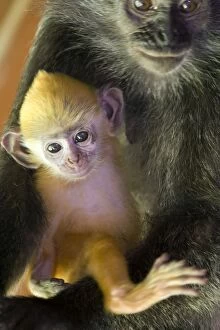 Silvered Langur - Mother holding very young infant