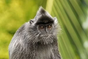 Images Dated 28th November 2007: Silvered Leaf Monkey / Silvery Lutung - Sabah - Borneo - Malaysia