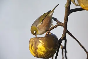 Silvereye Feeding on unpicked apples in winter in rural Waikato near Hamilton, New Zealand