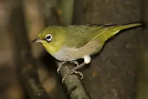 Silvereye This is the green-backed Western Australian form. Coming to drink at a leaking tank near Cape Naturaliste Lighthouse, Western Australia