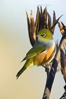Images Dated 17th March 2008: Silvereye - sitting on a faded New Zealand Flax plant