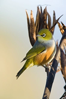 Images Dated 17th March 2008: Silvereye sitting on a faded New Zealand Flax plant Coromandel Peninsula, North Island, New Zealand