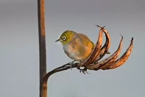 Images Dated 17th March 2008: Silvereye - sitting on a faded New Zealand Flax plant