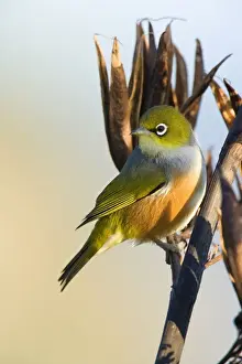 Silvereye sitting on a faded New Zealand Flax plant Coromandel Peninsula, North Island, New Zealand