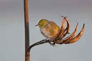 Silvereye sitting on a faded New Zealand Flax plant Coromandel Peninsula, North Island, New Zealand