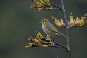Images Dated 4th December 2016: Silvereye - One of a small flock foraging around