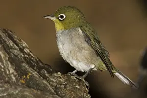 Silvereye wet from bathing This is the green-backed Western Australian form. Coming to drink at a leaking tank near Cape Naturaliste Lighthouse, Western Australia