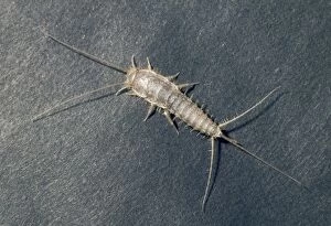 Images Dated 24th November 2006: Silverfish