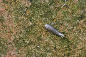 Segments Prints: Silverfish - Essex, UK IN000752