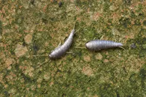 Silver Prints: Silverfish - Essex, UK IN000755