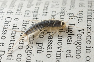 Images Dated 31st May 2009: Silverfish / Fish-moth / Carpet Shark / Paramite - on an old book