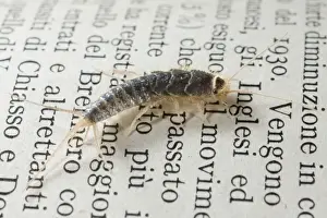 Silverfish / Fish-moth / Carpet Shark / Paramite - on an old book