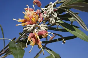 Grevilleas Prints: Silverleaf Grevillea On the Phillips Range, Gibb River Road, Kimberley, Western Australia