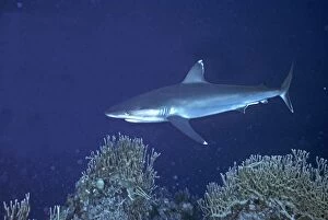 Silvertip Reef Shark - these beautiful sharks grow to 3 plus meters in length and can be dangerous to humans
