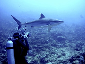 Silvertip shark - Camerman filming Silvertip, Potentially dangerous Silvertip shark - Camerman filming Silvertip, Potentially dangerous