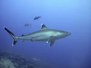 Silvertip Shark - potentially dangerous. Found Tropical Indo Pacific Shark Reef, Fiji Islands