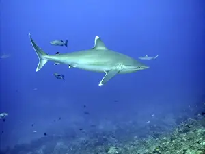 Silvertip Shark - potentially dangerous, feeds on smaller sharks, fish Shark Reef, Fiji Islands